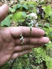 Spiranthes tuberosa
