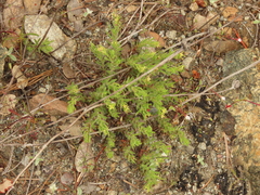 Galium ambiguum
