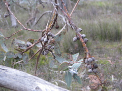 Eucalyptus leucoxylon
