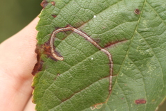 Lyonetia clerkella