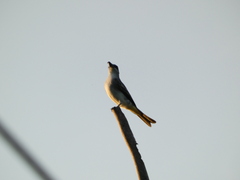 Tyrannus dominicensis