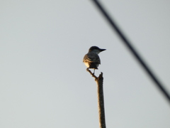 Tyrannus dominicensis