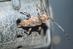Hylettus seniculus