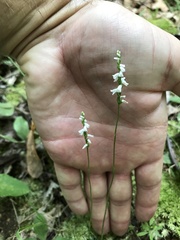 Spiranthes tuberosa