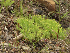 Galium ambiguum