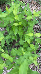 Malpighia glabra