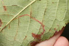 Lyonetia clerkella