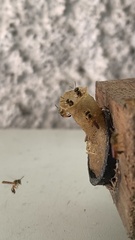 Tetragonisca angustula