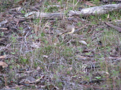 Acanthiza chrysorrhoa