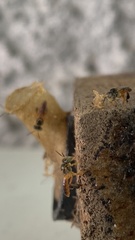 Tetragonisca angustula