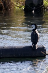 Phalacrocorax varius