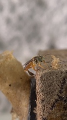 Tetragonisca angustula