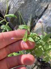 Epilobium ciliatum