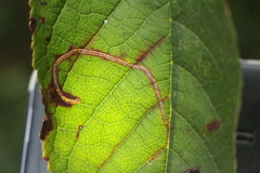 Lyonetia clerkella