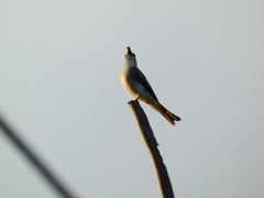 Tyrannus dominicensis