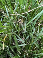 Vespula