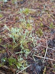 Cladonia furcata