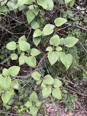 Syringa vulgaris