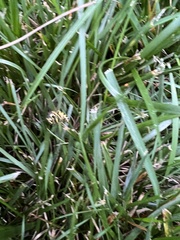 Vespula