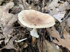Echinoderma