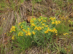 Lithospermum californicum