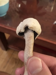 Laccaria ochropurpurea