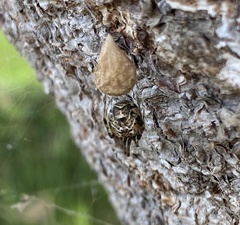 Parasteatoda