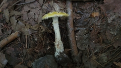 Amanita