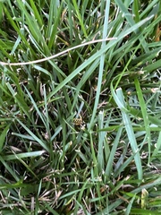 Vespula