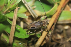 Hylettus seniculus