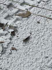 Psinidia fenestralis