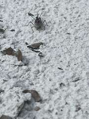 Psinidia fenestralis