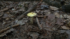 Amanita