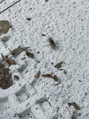 Psinidia fenestralis