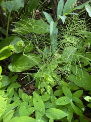 Equisetum arvense
