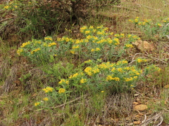 Lithospermum californicum