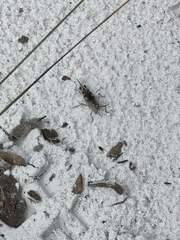 Psinidia fenestralis