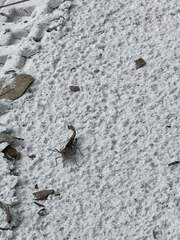 Psinidia fenestralis