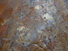 Gallionellaceae