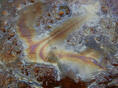 Gallionellaceae