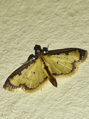 Eulepte