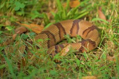 Agkistrodon contortrix