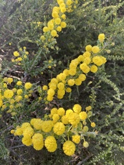 Acacia paradoxa