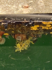 Porifera