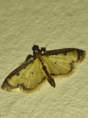 Eulepte