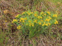 Lithospermum californicum