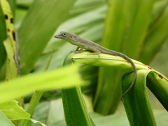 Anolis grahami