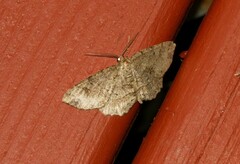 Melanolophia canadaria