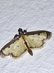 Eulepte