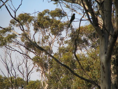 Barnardius zonarius